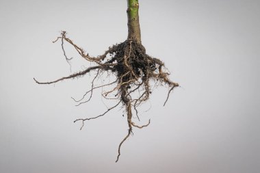 Bitki kökleri ve toprak iplikçikleri nötr bulanık bir zemin üzerinde asılı, botanik, tarım, ekoloji ve yeraltı büyüme yapısını gösteren.