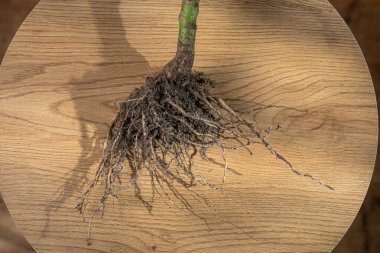 Yuvarlak ahşap bir masa üzerinde toprak ile korunmasız bitki kökleri, üst görünüm, botanik, bahçıvanlık, organ nakli ve tarım kavramlarını gösteren.