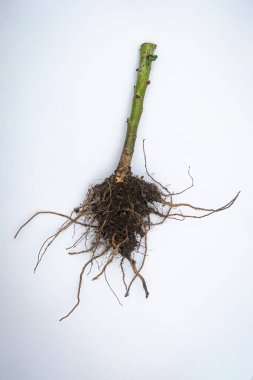 Toprakla kaplı kökleri ve beyaz arka planda izole edilmiş yeşil saplı korunmasız bitki, botanik, tarım ve yeraltı büyüme yapısını gösteriyor.