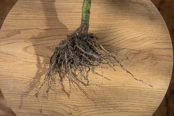 Yuvarlak ahşap bir masa üzerinde toprak ile korunmasız bitki kökleri, üst görünüm, botanik, bahçıvanlık, organ nakli ve tarım kavramlarını gösteren.