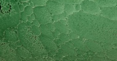 Temiz bir kozmetik doku yaratmak için koyu yeşil ışıkla aydınlatılmış, berrak sıvı içinde yüzen narin yağ baloncukları olan, soyut güzellik arka planı. Yavaş çekim.