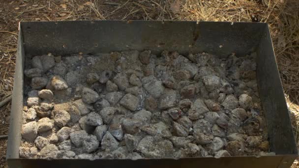 Filetes de cerdo a la parrilla sobre llamas y carbones, poner en el brasero — Vídeos de Stock