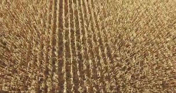 toile de fond de mûrissement épis de maïs de grande culture de blé jaune sur le coucher du soleil.Fermer. plan aérien 