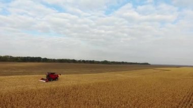 güzel bir mavi güneşli bir günde tarla mısır büyük kırmızı birleştirmek. havadan çekim