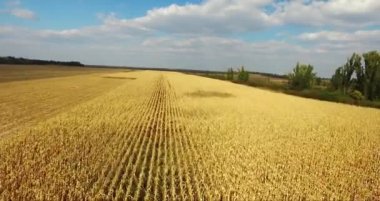 Wheat field corn at sunset.. The sunbeams. aerial shot