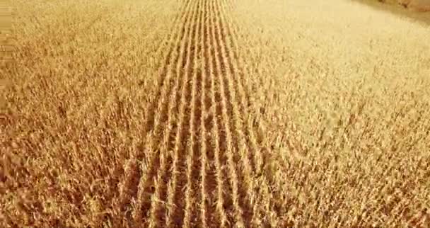 Field corn, rural meadow, nature Idea of a rich harvest. aerial shot — Stock Video