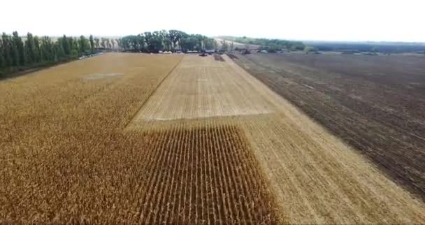 Natures Field mısır, havadan çekim — Stok video