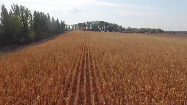 Milho de trigo, colheita fresca de trigo. tiro aéreo — Vídeo de Stock