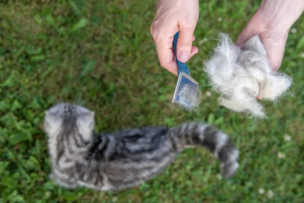 Bir yığın kedi kürkü ve küçük gri bir kediyle tımar fırçası tutan eller.