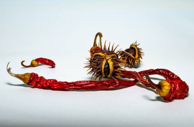 Olgun kestane ve yakın plan kırmızı biber kapsülü.