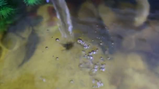 Vatten Rinner Bäck Ett Akvarium Med Fisk Närbild — Stockvideo