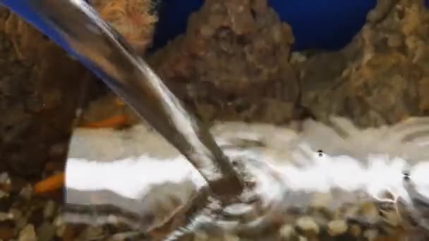 Água Corre Uma Corrente Aquário Com Peixe Close — Vídeo de Stock