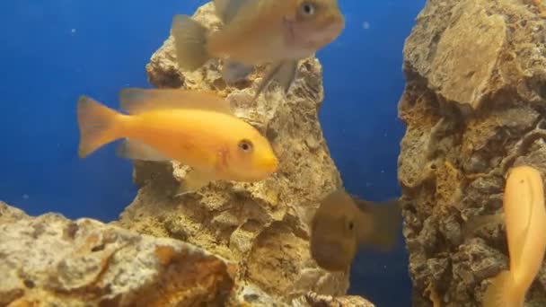 Акваріумні Риби Плавають Акваріумі Між Скелями Крупним Планом — стокове відео