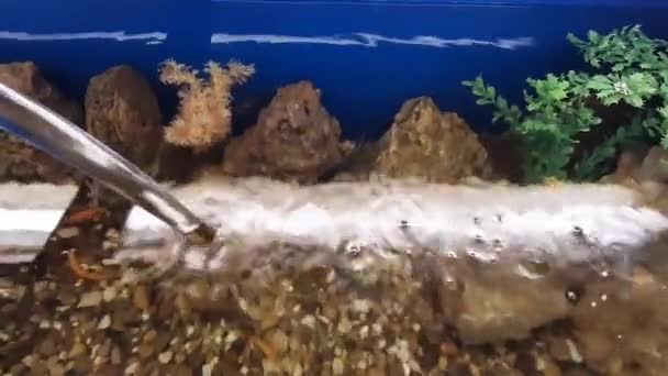 Voda Teče Potoce Akvária Rybami Zblízka — Stock video