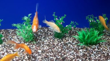 Akvaryum balıkları kayaların arasındaki akvaryumda yüzerler.