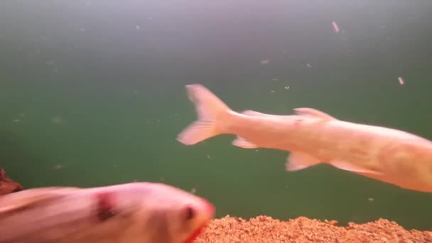 Akvarium Fisk Simma Akvariet Mellan Klipporna Närbild — Stockvideo