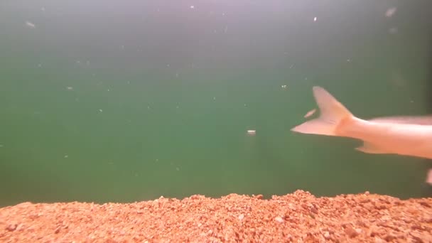 水族館魚は近くの岩の間の水族館で泳ぐ — ストック動画