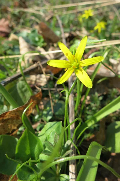 Estrella Amarilla de Belén (Gagea lutea ) — Foto de Stock