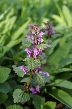 Benekli ballıbaba veya benekli henbit (Lamium maculatum)