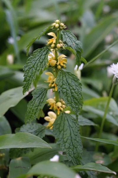 Arcanjo amarelo (Lamium galeobdolon ) — Fotografia de Stock