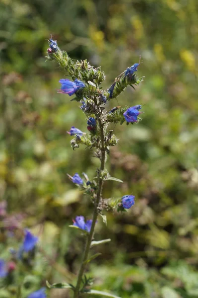 Viper's bugloss veya Blueweed (Echium vulgare)