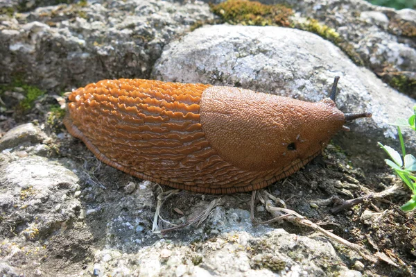 Spanish slug (Arion vulgaris) — Stock Photo, Image