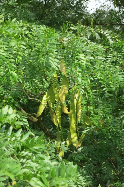 Μέλι ακρίδων (Gleditsia triacanthos) - φρούτα — Φωτογραφία Αρχείου