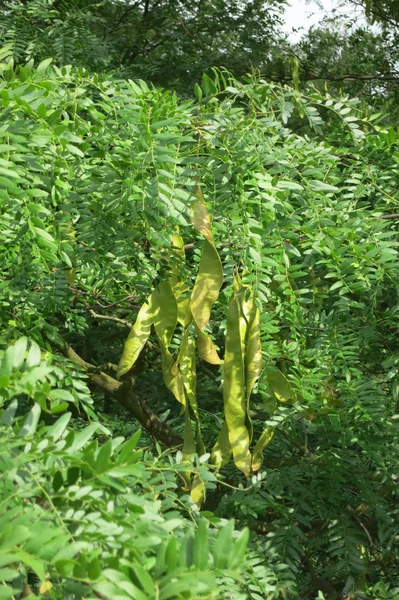 Медовая саранча (Gleditsia triacanthos) - фрукты — стоковое фото