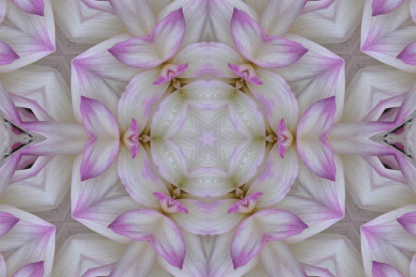 White and Purple Floral Mandala — Stock Photo, Image