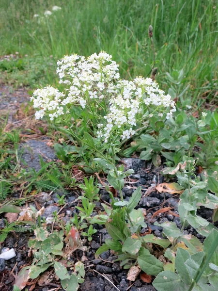 Hoary Cress (Lepidium draba ou Cardaria draba ) — Fotografia de Stock