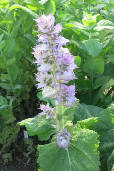 Clary Sage (Salvia sclarea) — Stock Photo, Image