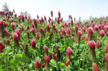 Kızıl yonca (Trifolium incarnatum)