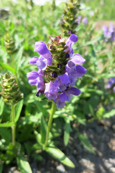 Большое самоисцеление (Prunella grandiflora ) — стоковое фото