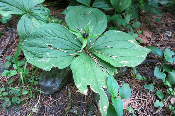 Gyógynövény Párizsban vagy igazi szerető csomót (a párizsi quadrifolia) — Stock Fotó