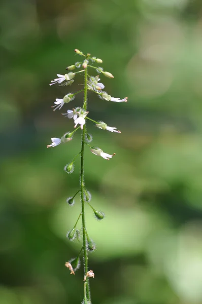 Incantevole-belladonna (Circaea lutetiana ) — Foto Stock