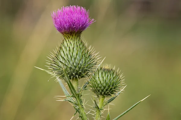 Oset włóczni (Cirsium vulgare)) — Zdjęcie stockowe