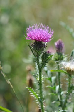 Dikenli plumeless thistle veya Welted thistle (otu acanthoides)