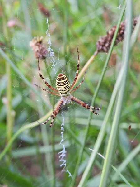 Wespenspin (Argiope bruennichi)) — Stockfoto