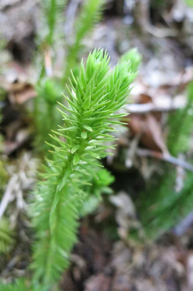 Sörtés club-moss vagy merev korpafű (Lycopodium annotinum) — Stock Fotó