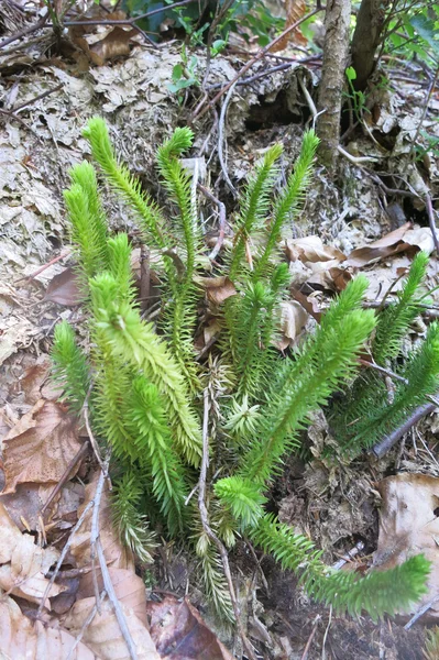 Bristly club-moss or Stiff clubmoss — Stock Photo, Image