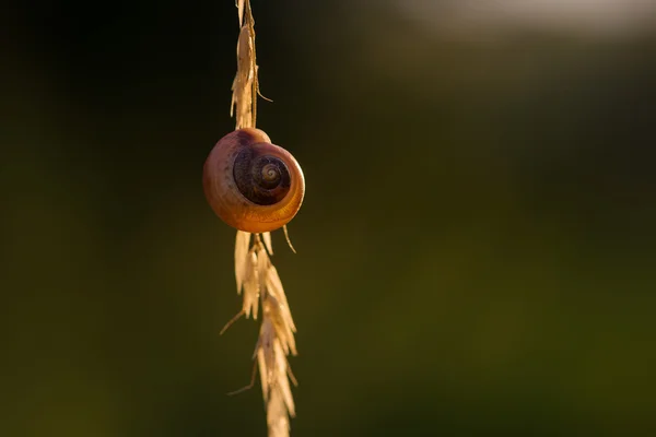 Šnek (Cepaea) shell na stonku — Stock fotografie