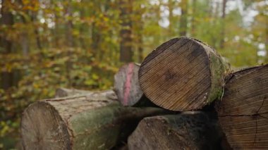 Ormancılık ve Ahşap Doku: Yığılmış Ağaç Kütüklerinin, Yumuşak Sonbahar Ormanına Karşı Ayrıntılı Son Tahılla Yakın Çekimi