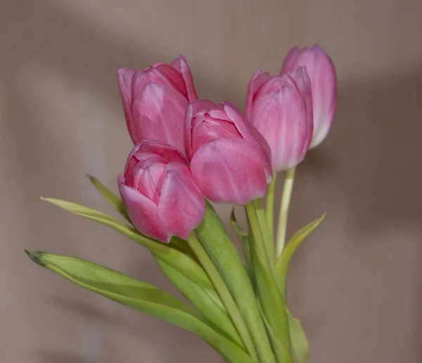 粉色郁金香花束 — 图库照片