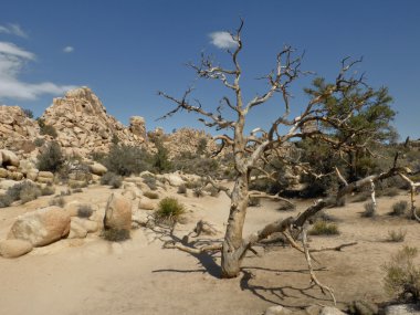 Kalifornien joshua tree national park