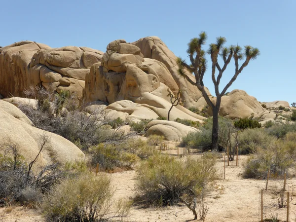 Kalifornien joshua tree national park — Stock Photo, Image