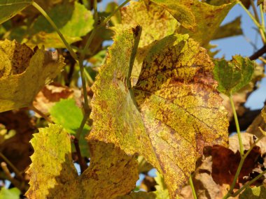 portre renkli akçaağaç yaprağı