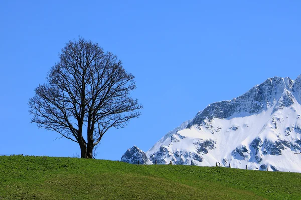 Schoonheid voorjaar in Alpen — Stockfoto