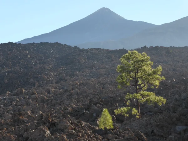Vulkaan teide Canarische eiland — Stockfoto