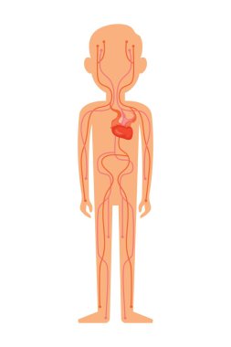 İnsan sirkülasyon sistemi. Vektör illüstrasyonu beyaz arkaplanda izole edildi.