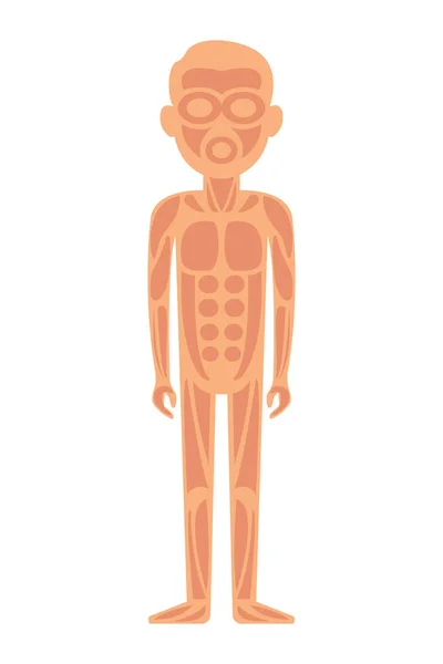 Anatomie Der Menschlichen Muskulatur Vorderansicht — Stockvektor